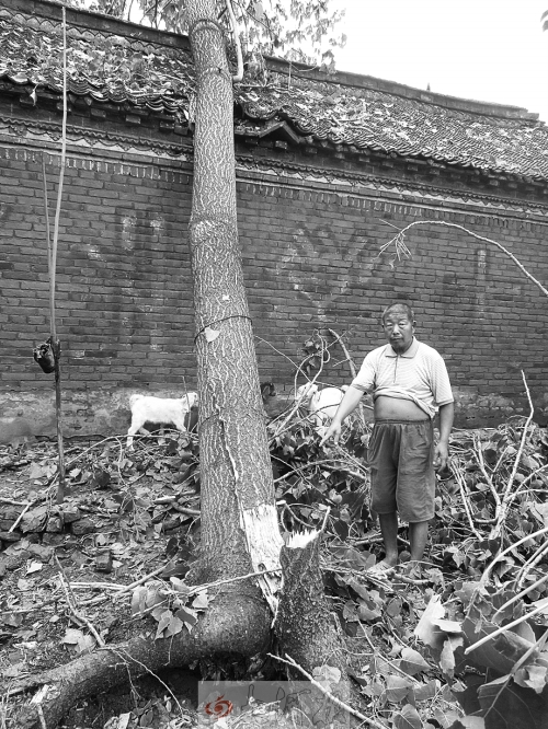 村子里的大樹也被吹倒 村子里的大樹也被吹倒
