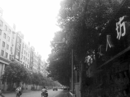 　　樹木枝繁葉茂，幾乎完全擋住紅綠燈 網(wǎng)友供圖