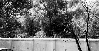 家長們熱切盼望的天明路小學規(guī)劃地，就在這個郁郁蔥蔥的院里