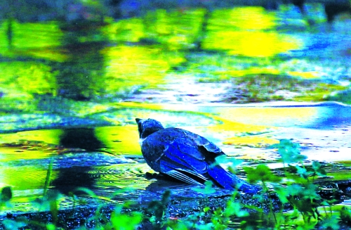 昨天，離三伏結束還有5天，鄭州、洛陽拉響“紅色警報”