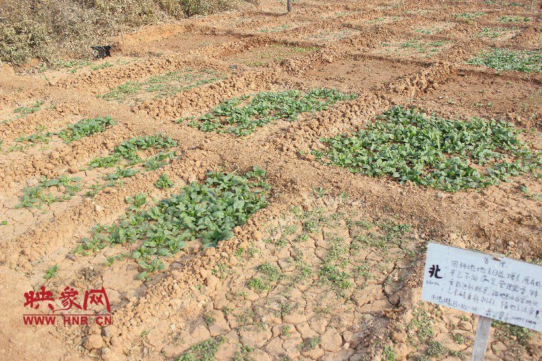 開(kāi)心農(nóng)場(chǎng)哦，你可以再這兒包地，無(wú)毒無(wú)公害綠色產(chǎn)品