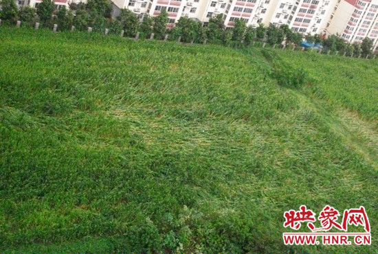 據(jù)映象網(wǎng)網(wǎng)友趙冠召反映，8月7日下午鄭州高新技術(shù)開發(fā)區(qū)突降暴雨冰雹，致使附近農(nóng)田近三分之一玉米倒伏
