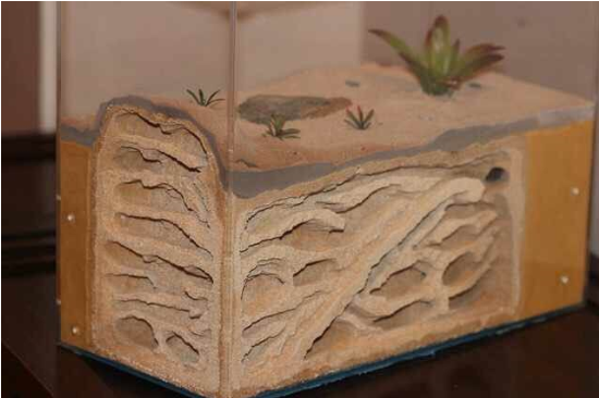 四川一男子花千元買只螞蟻 只為看它們搬家產(chǎn)卵 四川一男子花千元買只螞蟻 只為看它們搬家產(chǎn)卵