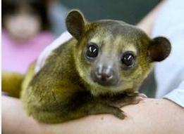 老奶奶醒來發(fā)現胸口異獸 嚇一大跳竟是蜜熊香蕉出來調皮/圖