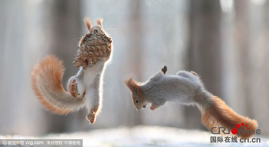 松鼠雪中爭搶食物 松鼠雪中爭搶食物
