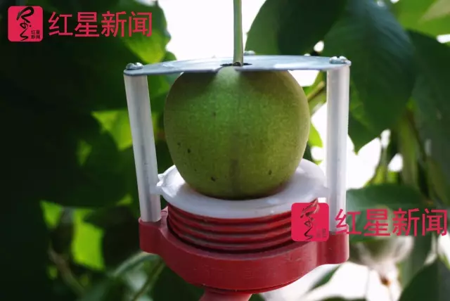 文玩核桃遇冷由幾萬一對降到5元沒人要？商戶否認