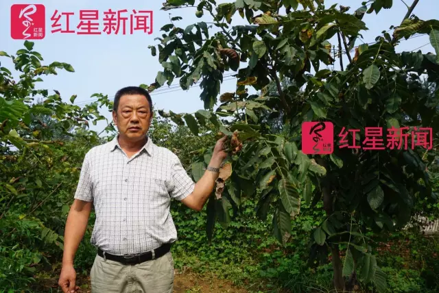 文玩核桃遇冷由幾萬一對降到5元沒人要？商戶否認