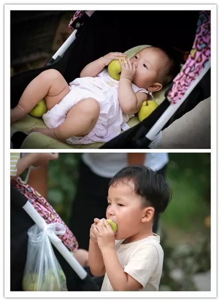 純天然無公害，新鮮采摘，直接入口！