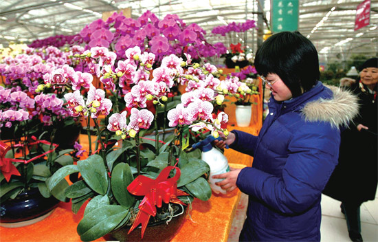 春節(jié)即將來臨，蝴蝶蘭依舊是節(jié)日花卉市場上最吸引眼球的品種，但銷量沒有去年同期好