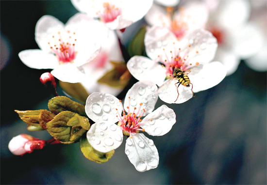 山杏報春，蜜蜂出動