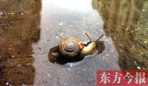 堵車(chē)俺不怕，就怕發(fā)大水，這不，一大早蹚水過(guò)街，現(xiàn)在已經(jīng)是下午了，俺還在馬路中間呢