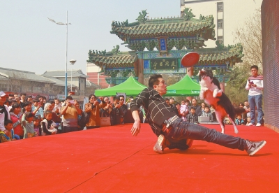 5歲金毛犬會(huì)加減乘法 蒙上雙眼可準(zhǔn)確"說"出男女人數(shù)