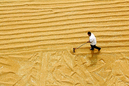 6月7日，內(nèi)黃縣城關(guān)鎮(zhèn)農(nóng)民在晾曬小麥。