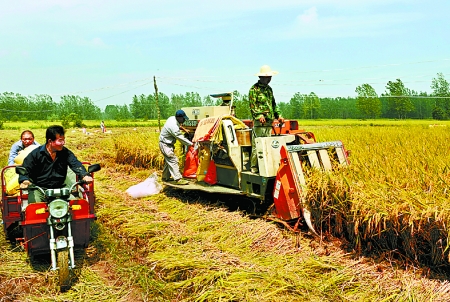 8月25日，農(nóng)機(jī)手在固始縣泉河鄉(xiāng)王樓村稻田里開(kāi)始機(jī)收水稻。