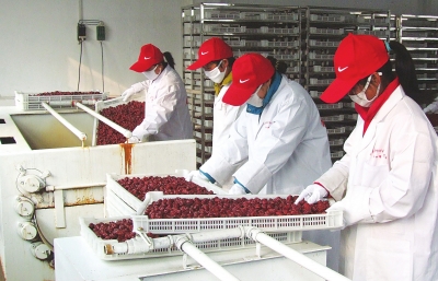 雖是寒冬，內(nèi)黃紅棗加工生產(chǎn)依然熱火朝天。