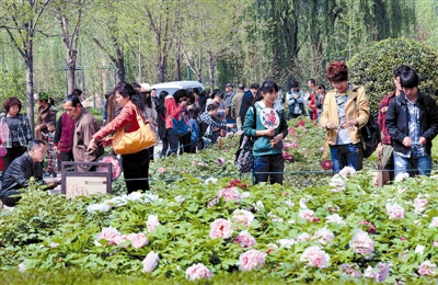 清明小長假期間，隋唐城遺址植物園內(nèi)游人如織