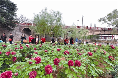 在王城公園橋北新開辟的甘棠洲牡丹觀賞區(qū)內(nèi)，霓虹煥彩、晨紅等品種牡丹盛開，給來自海內(nèi)外的賞花游客帶來驚