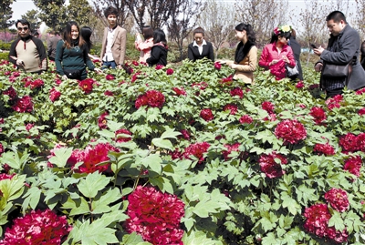 　 5日，國際牡丹園開園迎賓，連日來，慕名而來賞花踏青的游客絡(luò)繹不絕