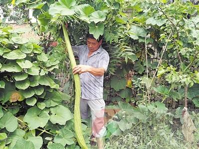 平頂山村民種出“霸王絲瓜” 長(zhǎng)達(dá)1.6米
