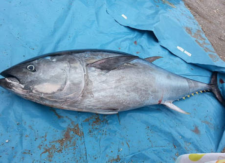 大學(xué)生撿到巨型藍鰭金槍魚