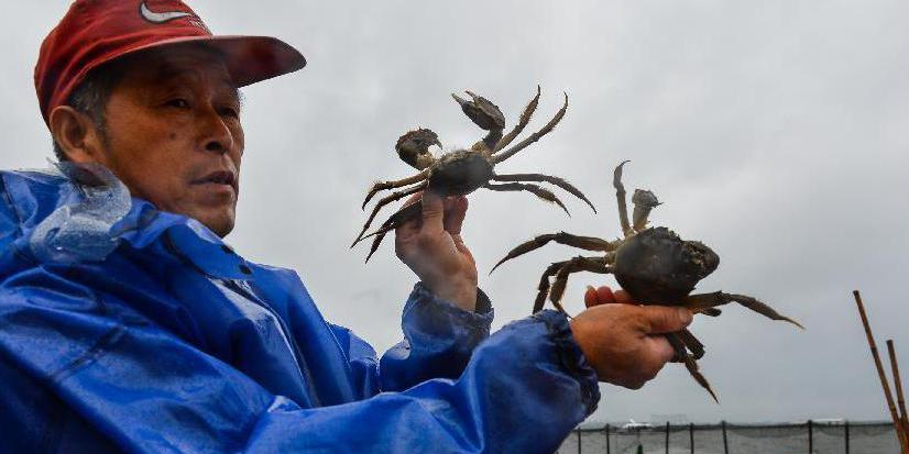 2014年陽(yáng)澄湖大閘蟹開(kāi)捕 2014年陽(yáng)澄湖大閘蟹開(kāi)捕