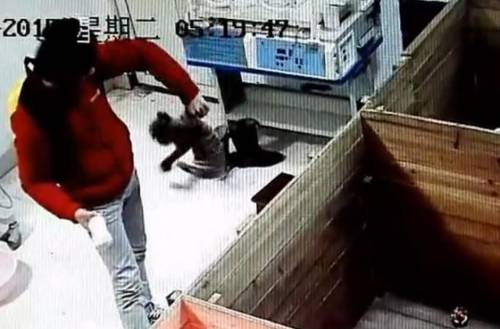 動(dòng)物園飼養(yǎng)員被曝虐待新生華南虎