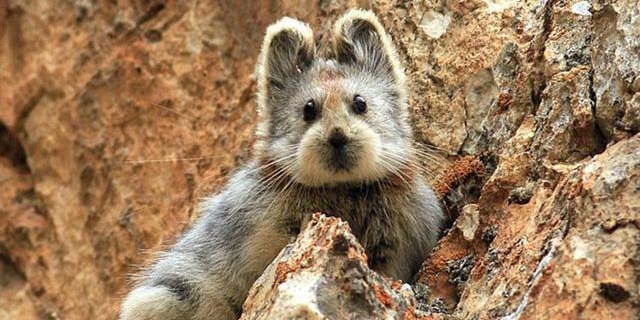 伊犁鼠兔時(shí)隔20年再次現(xiàn)身中國