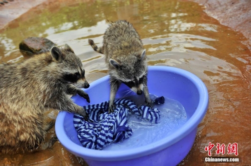 會(huì)洗衣服的小浣熊