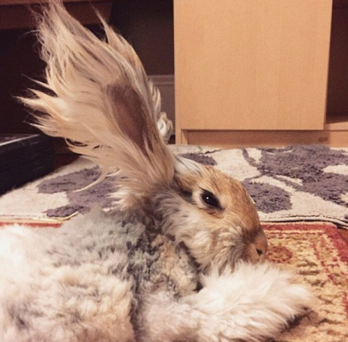 美國小兔可愛招風耳走紅網絡