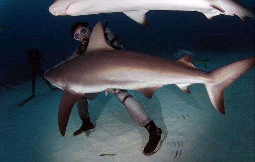 潛水員水下愛(ài)撫巨鯊將其催眠 潛水員水下愛(ài)撫巨鯊將其催眠