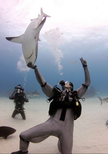 潛水員水下愛(ài)撫巨鯊將其催眠 潛水員水下愛(ài)撫巨鯊將其催眠