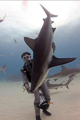 潛水員水下愛(ài)撫巨鯊將其催眠 潛水員水下愛(ài)撫巨鯊將其催眠