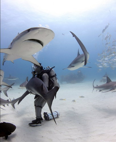 潛水員水下愛(ài)撫巨鯊將其催眠 潛水員水下愛(ài)撫巨鯊將其催眠