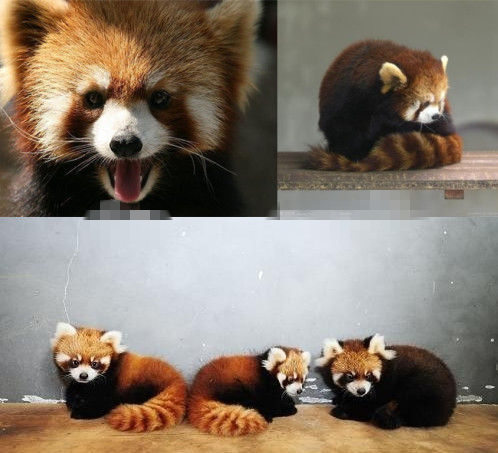 網(wǎng)友猜測(cè)三只小浣熊寓意歐弟老婆懷孕。