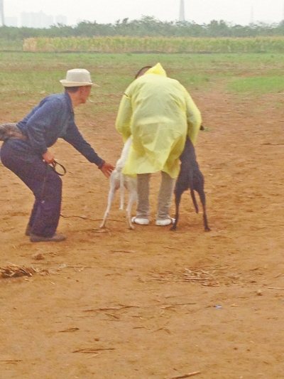 上場前，狗主人進場撫摸自己的愛犬，給它打氣加油。