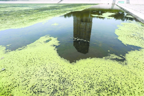 幾近干涸、臭氣熏天、長(zhǎng)滿(mǎn)水草的東風(fēng)渠，已不見(jiàn)往日容顏　 記者 侯建勛/攝