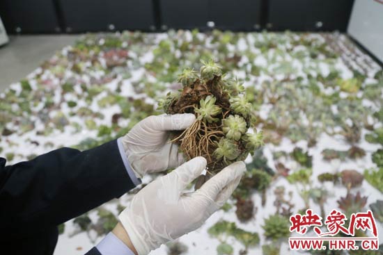 這些被截獲的多肉植物郵件面單上的品名大多申報為“禮物”、“衣服”等，屬于瞞報行為。