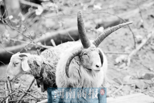 “咩……我的原主人說，他養(yǎng)了一輩子羊，也沒見過我這種情況”