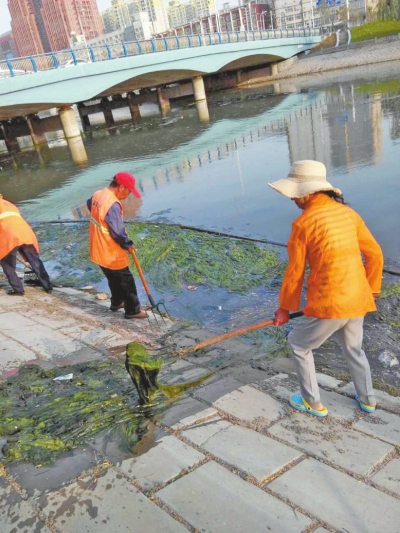 每天出動(dòng)六十人次進(jìn)行打撈，也難以遏制綠藻蔓延。