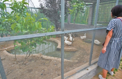 救助鳥類的大籠子里沒有鳥類，鴨子和鵝占了“鵲巢