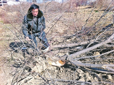 問周邊的人，都說白天沒見有人推樹，可能是夜里被鏟車推的