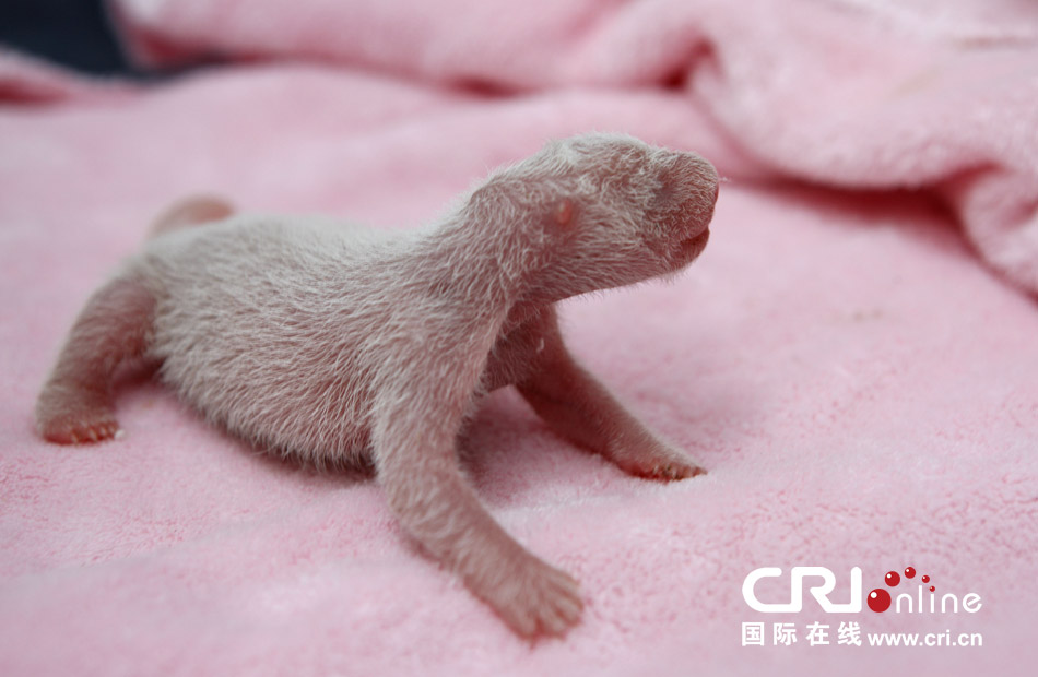 2013年7月11日，成都大熊貓繁育研究基地月亮產房，新生大熊貓寶寶在育嬰箱里憨態(tài)可掬。