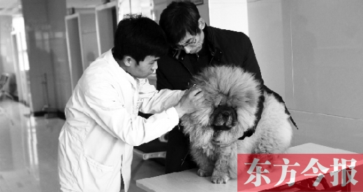 在一家大型寵物醫(yī)院里，生病的狗狗正在接受治療