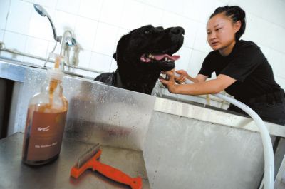 天熱時,搜油犬會天天洗澡。