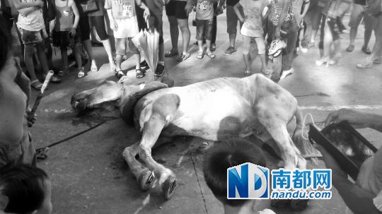 死馬拉的車。 游客圍觀死馬。游客供圖