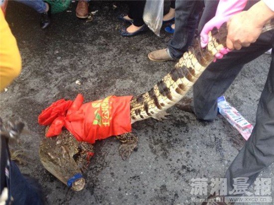 車(chē)上的鱷魚(yú)爬上路面。記者 向帥