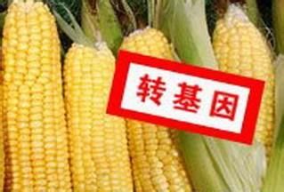 轉(zhuǎn)基因食品 轉(zhuǎn)基因食品