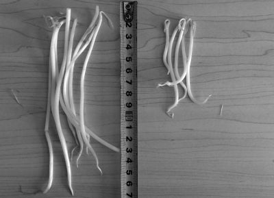 “黑作坊”制售的豆芽（左）和超市銷售的豆芽（右）長(zhǎng)度形成鮮明對(duì)比。