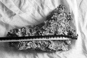 1月30日，新疆青河縣牧民別熱克·薩吾特意外撿到重7.85公斤左右的一塊狗頭黃金