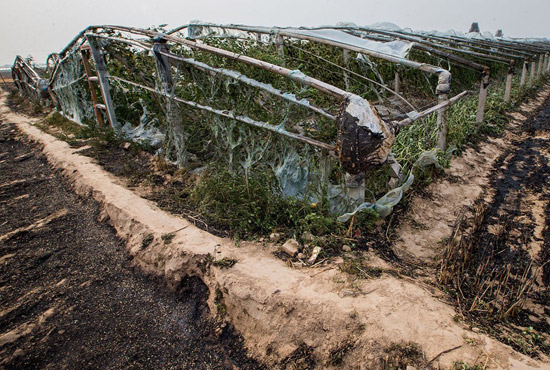 內(nèi)黃縣梁莊鎮(zhèn)南前桐村被燒壞的蔬菜大棚。
